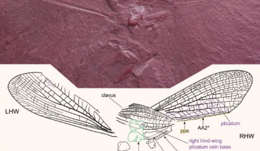 Labradormantis guilbaulti. Image credit: Demers-Potvin et al., doi: 10.1111/syen.12457.