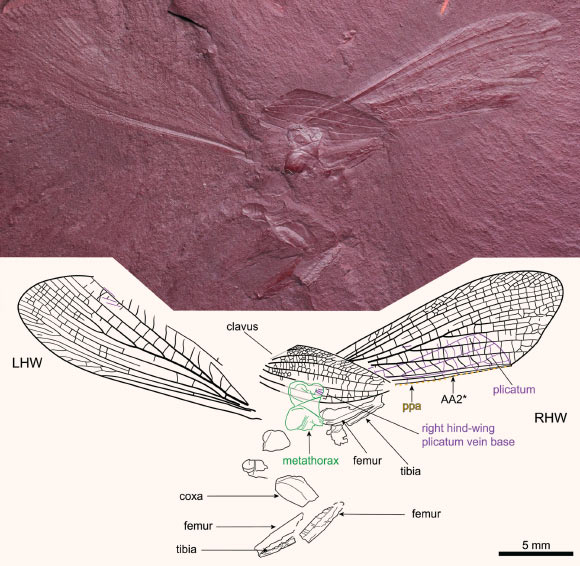 Labradormantis guilbaulti. Image credit: Demers-Potvin et al., doi: 10.1111/syen.12457.