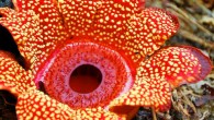 Sapria himalayana can found in Southeast Asia. Image credit: Charles Davis / Davis Lab, Harvard University.