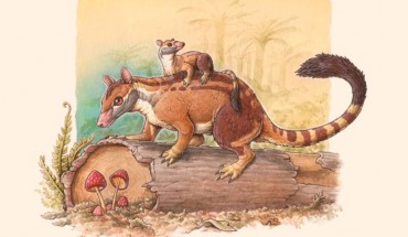 Kramadolops maximus, the youngest known species of polydolopid marsupial. Image credit: Gabriel Lío.