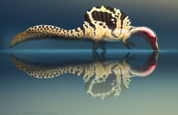Capable of capturing both aquatic and terrestrial prey, and perhaps an opportunistic scavenger, adult Spinosaurus likely took aquatic prey by standing in shallow water or at the margins of water bodies. Image credit: Robert Nicholls.