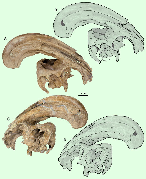 Skull of Parasaurolophus cyrtocristatus: (A) photograph of right lateral side; (B) illustration of right lateral side; (C) photograph of left lateral side; and (D) illustration of left lateral side. Abbreviations: Bso - Basioccipital; Bsp - Basisphenoid; Exo - Exoccipital; F - Frontal; La - Lacrimal; Lsp - Laterosphenoid; Na - Nasal; Osp - Orbitosphenoid; Pa - Parietal; Pmd - premaxilla dorsal process; Pml - premaxilla lateral process; Po - Postorbital; Pr - Prootic; Prf - Prefrontal; Ps - Presphenoid; Sq – Squamosal. Image credit: Gates et al., doi: 10.7717/peerj.10669.