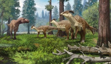 A group of Parasaurolophus cyrtocristatus being confronted by a tyrannosaurid in the subtropical forests of New Mexico 75 million years ago. Image credit: Andrey Atuchin.