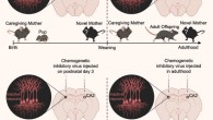 Laham et al. show that mice form memories of their mother within days after birth and that these memories persist into adulthood. Image credit: Laham et al., doi: 10.1016/j.celrep.2020.108668.