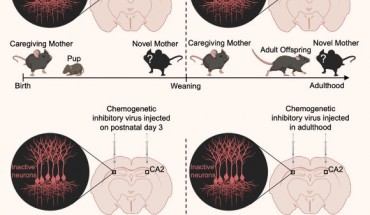 Laham et al. show that mice form memories of their mother within days after birth and that these memories persist into adulthood. Image credit: Laham et al., doi: 10.1016/j.celrep.2020.108668.