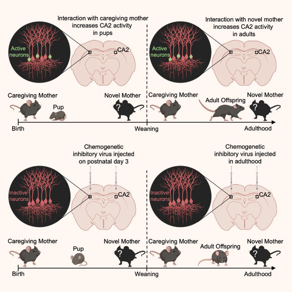 Laham et al. show that mice form memories of their mother within days after birth and that these memories persist into adulthood. Image credit: Laham et al., doi: 10.1016/j.celrep.2020.108668.