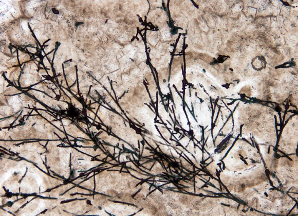 The 635-million-year-old fungus-like filamentous microfossils from the Doushantuo Formation in China. Image credit: Andrew Czaja, University of Cincinnati.