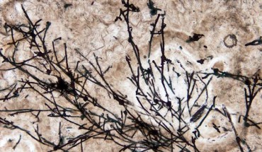 The 635-million-year-old fungus-like filamentous microfossils from the Doushantuo Formation in China. Image credit: Andrew Czaja, University of Cincinnati.