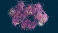 3,000-year-old wool fibers dyed pink-purple hue. Image credit: Dafna Gazit / Israel Antiquities Authority.