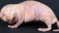 The naked mole-rat (Heterocephalus glaber). Image credit: Txan Txunai / CC BY-SA 4.0.