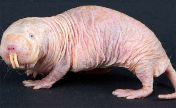 The naked mole-rat (Heterocephalus glaber). Image credit: Txan Txunai / CC BY-SA 4.0.