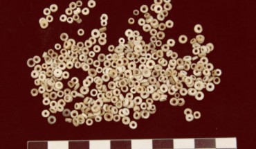 Chumash cupped beads from purple dwarf olive sea snails (Olivella biplicata). Image credit: Lynn Gamble / SBMNH Collection.