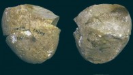 The 357,000-year-old abrading tool from Tabun Cave, Mount Carmel, Israel. Image credit: Shimelmitz et al., doi: 10.1016/j.jhevol.2020.102909.
