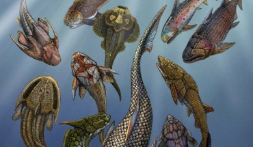 Artistic rendering of Brindabellaspis stensioi (foreground) with a range of other Devonian fossil fishes; the white shark and human diver in the upper right corner represent modern jawed vertebrates. Image credit: Hongyu Yang / Qiuyang Zheng.