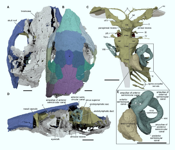 The fossil of Brindabellaspis stensioi. Image credit: Institute of Vertebrate Paleontology and Paleoanthropology, Chinese Academy of Sciences.