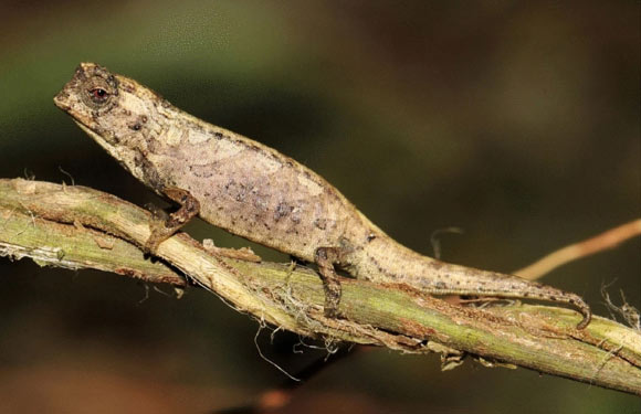 Brookesia nana, male. Image credit: Glaw et al., doi: 10.1038/s41598-020-80955-1.