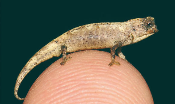 Male holotype of Brookesia nana. Image credit: Glaw et al., doi: 10.1038/s41598-020-80955-1.