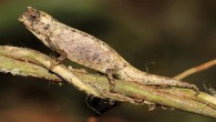 Brookesia nana, male. Image credit: Glaw et al., doi: 10.1038/s41598-020-80955-1.