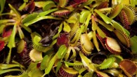 The Venus flytrap (Dionaea muscipula). Image credit: Conrad Erb, Science History Institute / CC BY-SA 3.0.