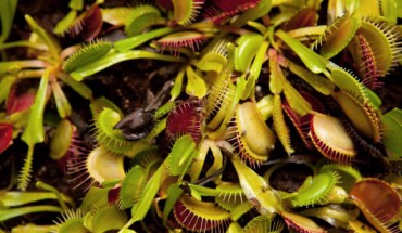 The Venus flytrap (Dionaea muscipula). Image credit: Conrad Erb, Science History Institute / CC BY-SA 3.0.