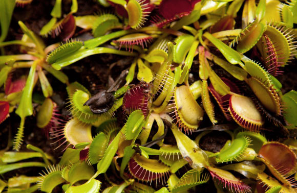 The Venus flytrap (Dionaea muscipula). Image credit: Conrad Erb, Science History Institute / CC BY-SA 3.0.