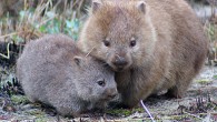 Bare-nosed wombats (Vombatus ursinus). Image credit: Scott Carver.