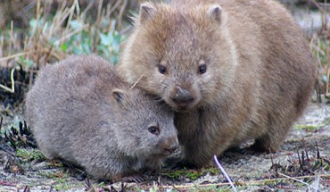 Bare-nosed wombats (Vombatus ursinus). Image credit: Scott Carver.