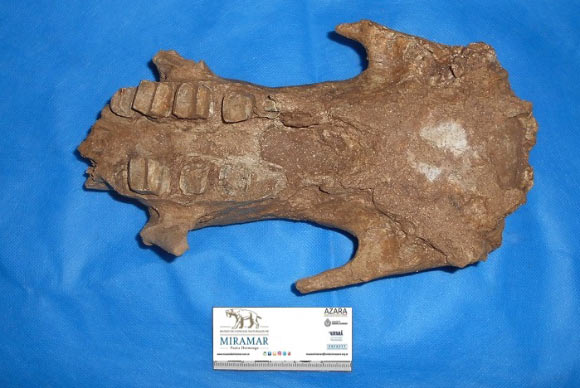 The 3.58-million-year-old skull of Megatherium from the San Eduardo del Mar locality, Argentina. Image credit: Museo Municipal Punta Hermengo, Miramar.