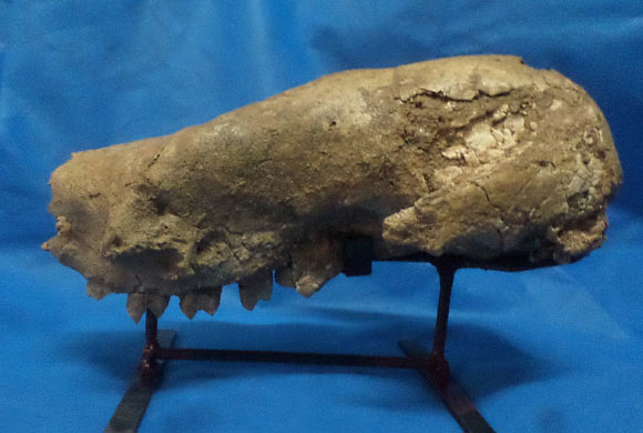 The 3.58-million-year-old skull of Megatherium. Image credit: Museo Municipal Punta Hermengo, Miramar.