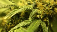 Power et al. revealed that there were declines of approximately two IQ points over time in young people who use cannabis frequently compared to those who didn’t use cannabis; further analysis suggested that this decline in IQ points was primarily related to reduction in verbal IQ. Image credit: Felipe B. Marques.