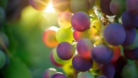Grapes may help protect against damage to the skin caused by solar UV radiation. Image credit: Bru-nO.
