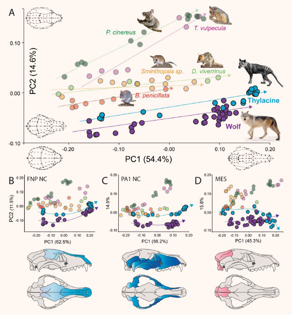 Ontogenetic cranial variation and mosaic evolution: (A) principal component analysis of ontogenetic cranial shape for each species included in the study; PC1 represents age-related shape change (left to right), whereas PC2 separates herbivorous and carnivorous species; the thylacine and wolf display parallel similarities throughout ontogeny, compared with other marsupials; (B-D) subsampling of cranial shape into bone groups with shared embryonic tissue origins; the thylacine and wolf show shape overlap between bones of (B) FNP and (D) MES origin, but not in bones of (C) PA origin. Image credit: Newton et al., doi: 10.1038/s42003-020-01569-x.