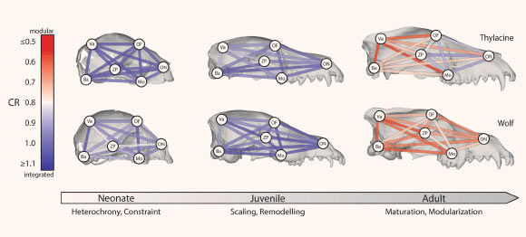 Network diagrams of module covariation patterns during ontogeny: pairwise covariance ratio (CR) coefficients between cranial landmark modules for the thylacine and the gray wolf on neonate, juvenile, and adult 3D rendered skulls; low CR values are expressed by warm colors, indicating modularity, whereas cool colors represent high CR values, suggesting integration; neonatal and juvenile modules show high CR ratios (integration); the adult thylacine retains an integrated facial skeleton, while the adult wolf skull becomes modular. Abbreviations: Ba - basicranium, Mo - molar, OF - orbitofrontal, ON - oral-nasal, Va - vault, ZP - zygomatic-pterygoid. Image credit: Newton et al., doi: 10.1038/s42003-020-01569-x.