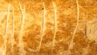 The 120,000-year-old engraved bone with six deliberately produced incisions from the Nesher Ramla site, Israel. Image credit: Prévost et al., doi: 10.1016/j.quaint.2021.01.002.