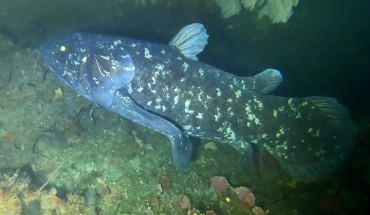 Latimeria chalumnae off Pumula on the KwaZulu-Natal South Coast, South Africa, on November 22, 2019. Image credit: Bruce Henderson, doi: 10.17159/sajs.2020/7806.