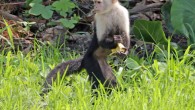 The white-faced capuchin (Cebus imitator) in Panama. Image credit: Charles J. Sharp, Sharp Photography, sharpphotography.co.uk / CC BY-SA 4.0.