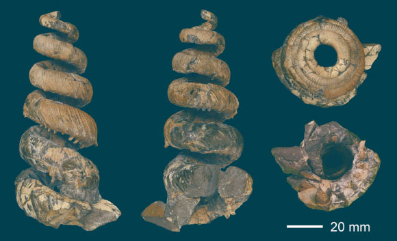 The fossilized shell of Yezoceras elegans. Image credit: Aiba et al., doi: 10.2517/2020PR008.