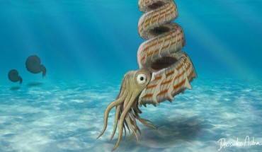 Life reconstruction of Yezoceras elegans. Image credit: Daisuke Aiba.