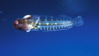 Coralliozetus clausus. Image credit: Phil Hastings.