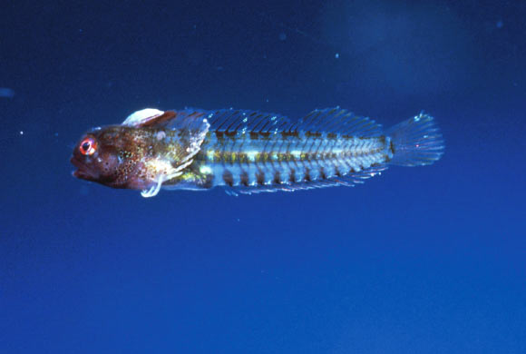 Coralliozetus clausus. Image credit: Phil Hastings.