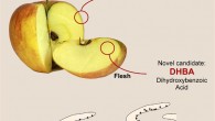 Quercetin and DHBA, natural compounds found in apples, are pro-neurogenic. Image credit: Ichwan et al., doi: 10.1016/j.stemcr.2021.01.005.