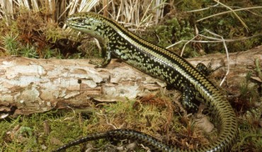The swamp skink (Lissolepis coventryi), which is probably the living lizard most similar to Proegernia mikebulli. Image credit: Mark Hutchinson, South Australian Museum & Flinders University.