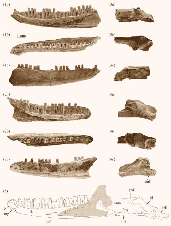 The fossilized remains of Proegernia mikebulli. Abbreviations: adf - adductor fossa; anf - angular facet; art. - articular; d. - dentary; gl - glenoid fossa; iaf - inferior alveolar foramen; mg - Meckel’s groove; psf - posterior surangular foramen; rap - retroarticular process; san. - surangular; and sy - symphysis. Image credit: Thorn et al., doi: 10.1098/rsos.201686.