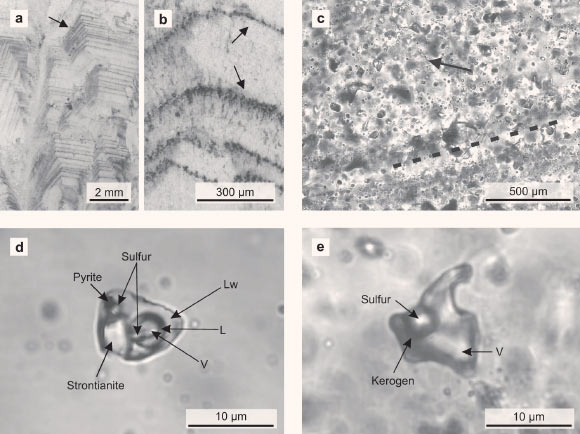 Fluid inclusions in representative black barites from the Dresser mine: (a, b) thin section images (reflected light) showing primary fluid inclusion trails parallel to barite crystal growth bands (marked by black arrows); (c) thin section image (transmitted light) showing primary fluid inclusions which are dispersed or oriented parallel to barite crystal growth bands (exemplified by dashed line); the image also shows a minor secondary inclusion trail (marked by black arrow); (d) thick section image (transmitted light) of an aqueous carbonic-sulfuric fluid inclusion containing three volatile phases (including H2S), plus pyrite, native sulfur, and strontianite as solid phases; (e) thick section image (transmitted light) of a non-aqueous fluid inclusion bearing a vapor phase, native sulfur, and kerogen; these fluid inclusions are usually rich in H2S. Abbreviations: V - vapor/gas, Lw - liquid H2O, L - other liquid (e.g. CO2). Image credit: Mißbach et al., doi: 10.1038/s41467-021-21323-z.