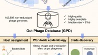 Camarillo-Guerrero et al. introduce the Gut Phage Database, a collection of 142,809 non-redundant viral genomes (>10 kb) obtained by mining a dataset of 28,060 globally distributed human gut metagenomes and 2,898 reference genomes of cultured gut bacteria. Image credit: Camarillo-Guerrero et al., doi: 10.1016/j.cell.2021.01.029.