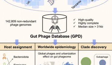 Camarillo-Guerrero et al. introduce the Gut Phage Database, a collection of 142,809 non-redundant viral genomes (>10 kb) obtained by mining a dataset of 28,060 globally distributed human gut metagenomes and 2,898 reference genomes of cultured gut bacteria. Image credit: Camarillo-Guerrero et al., doi: 10.1016/j.cell.2021.01.029.
