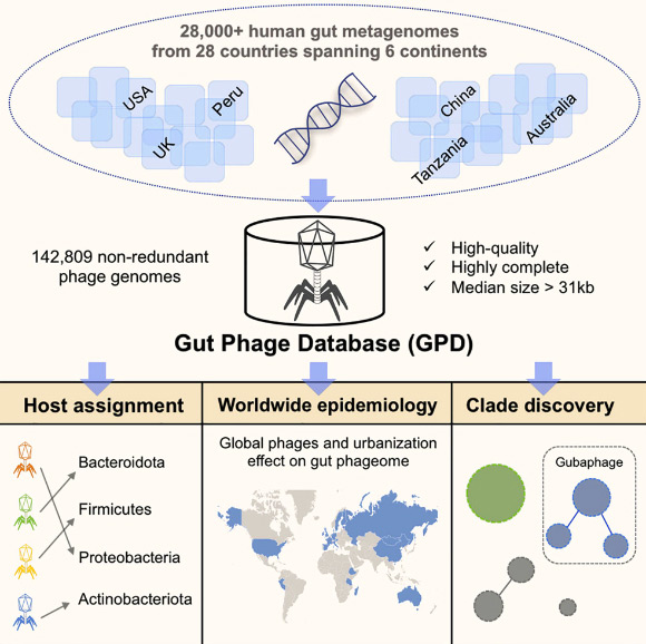 Camarillo-Guerrero et al. introduce the Gut Phage Database, a collection of 142,809 non-redundant viral genomes (>10 kb) obtained by mining a dataset of 28,060 globally distributed human gut metagenomes and 2,898 reference genomes of cultured gut bacteria. Image credit: Camarillo-Guerrero et al., doi: 10.1016/j.cell.2021.01.029.