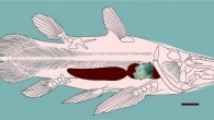 The ossified coelacanth lung from Morocco and its likely position as the anterior chamber in a mawsoniid coelacanth. Image credit: University of Portsmouth.