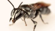 An oblique photo of a male Pharohylaeus lactiferous. Image credit: J.B. Dorey, doi: 10.3897/jhr.81.59365.