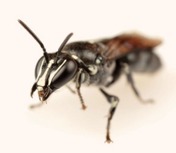 An oblique photo of a male Pharohylaeus lactiferous. Image credit: J.B. Dorey, doi: 10.3897/jhr.81.59365.